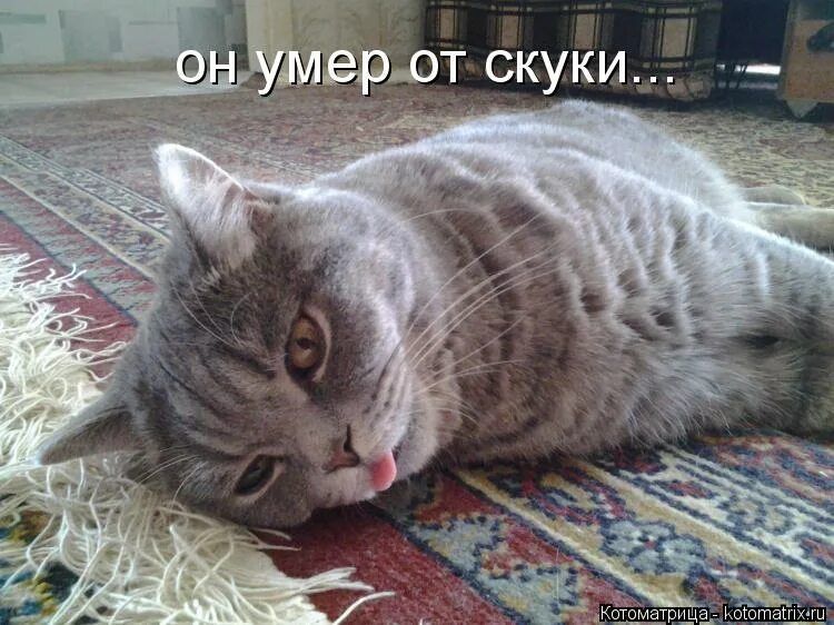 он умер от скуки...