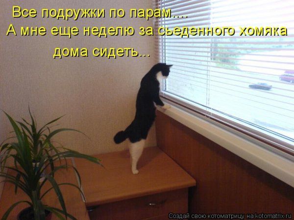 Все подружки по парам... А мне еще неделю за съеденного хомяка дома сидеть...