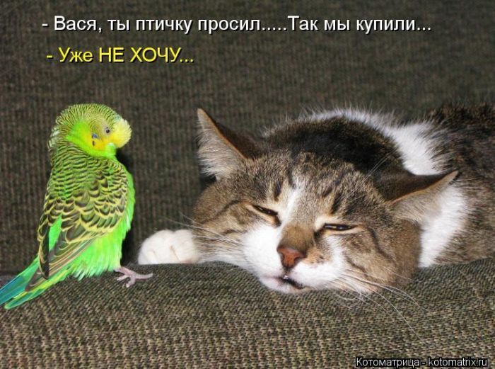 - Васya, ты птичку просил....Так мы купили...
- Уже НЕ ХОЧУ...