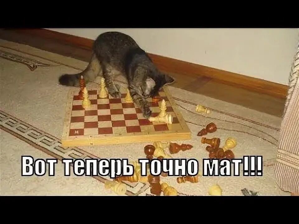 Вот теперь точно мат!!!