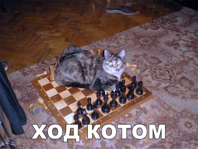 ХОД КОТОМ