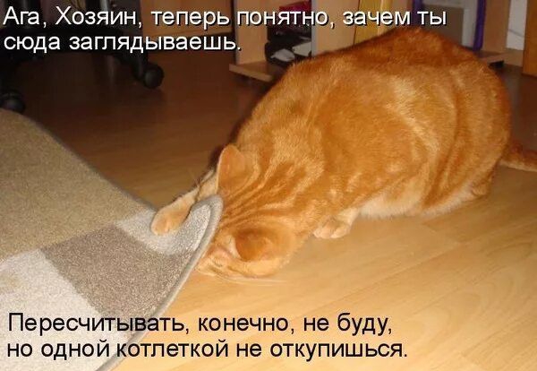 Ага, Хозяин, теперь понятно, зачем ты сюда заглядываешь. Пересчитывать, конечно, не буду, но одной котлеткой не откупишься.