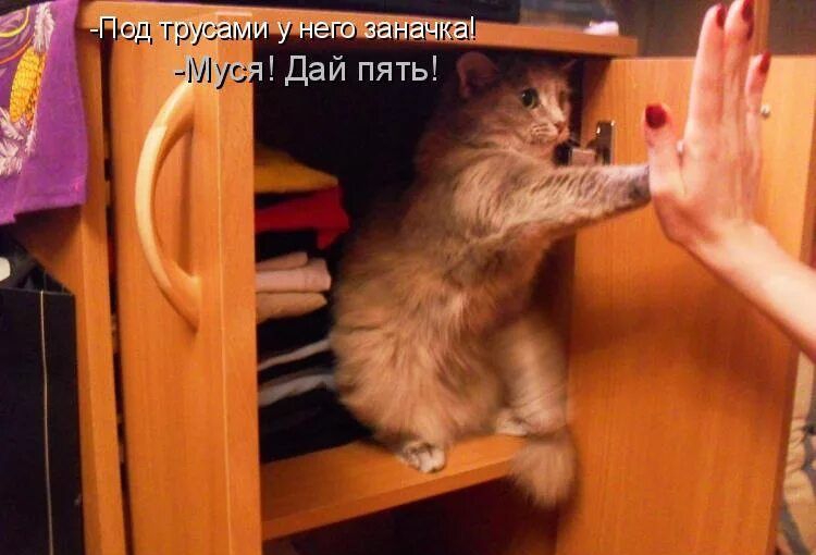 -Под трусами у него зааночка!
-Муся! Дай пять!