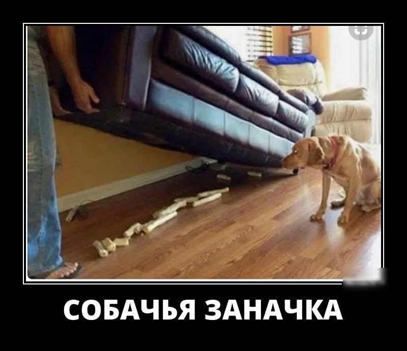 СОБАЧЬЯ ЗАНАЧКА