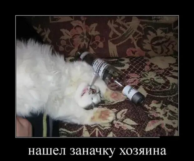 нашел заначку хозяина