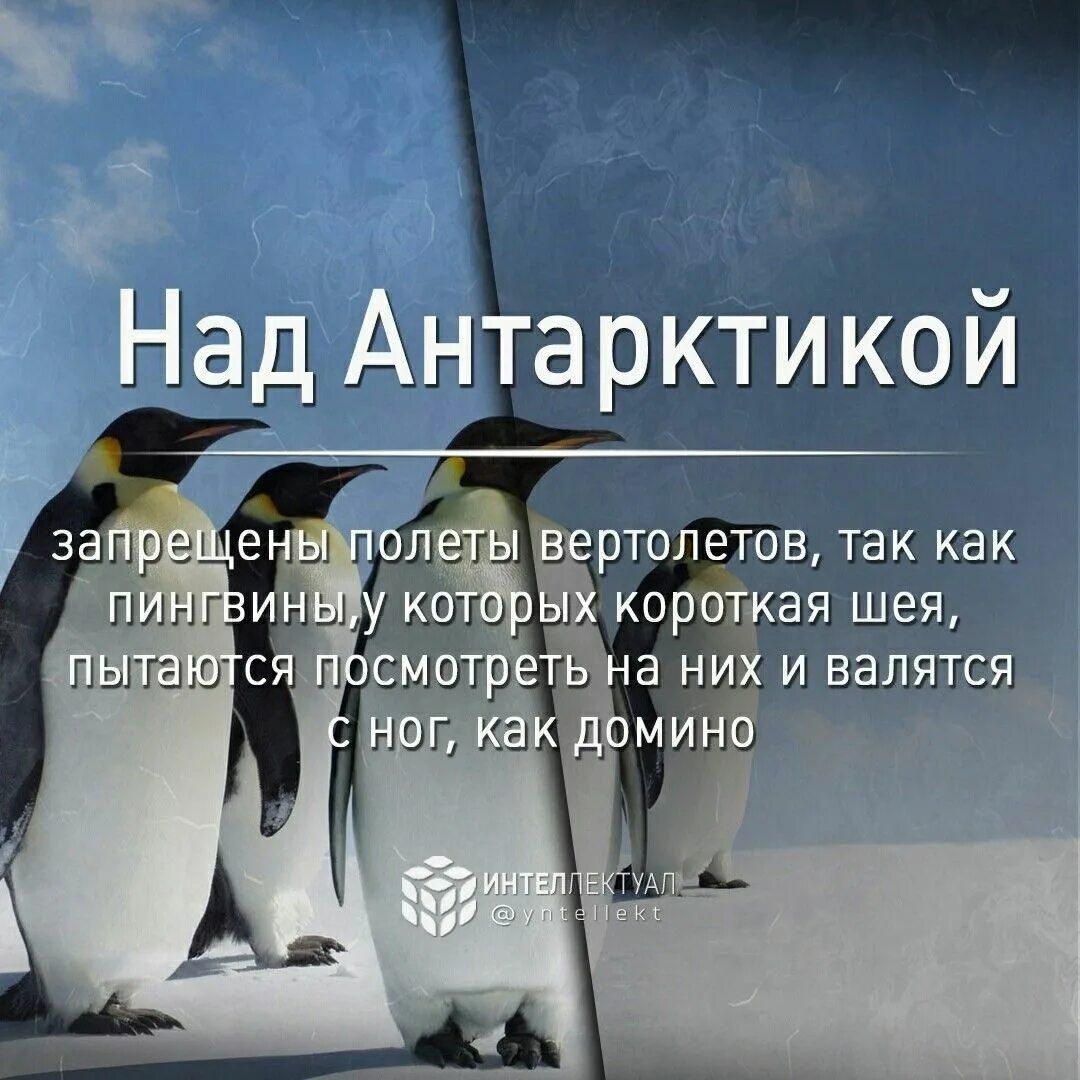 Над Антарктикой запрещены полеты вертолетов, так как пингвины у которых короткая шея, пытаются посмотреть на них и валяются с ног, как домино
