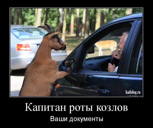 Капитан роты козлов
Ваши документы