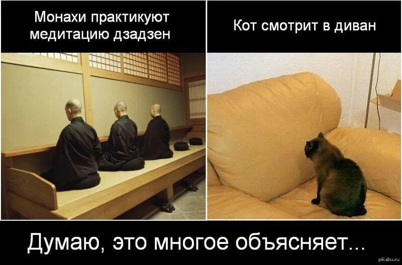 Монахи практикуют медитацию дзадзен. Кот смотрит в диван. Думаю, это многое объясняет...