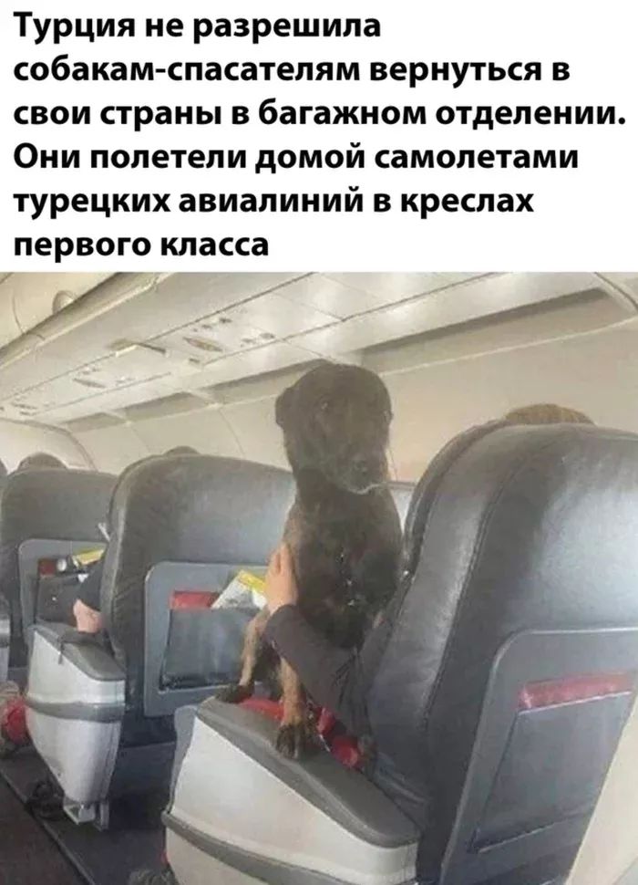 Турция не разрешила собакам-спасателям вернуться в свои страны в багажном отделении. Они полетели домой самолётами турецких авиалиний в креслах первого класса