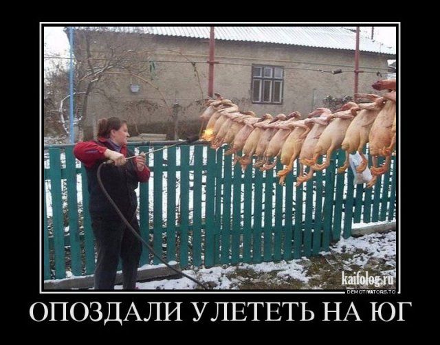 ОПОЗДАЛИ У ЛЕТЕТЬ НА ЮГ