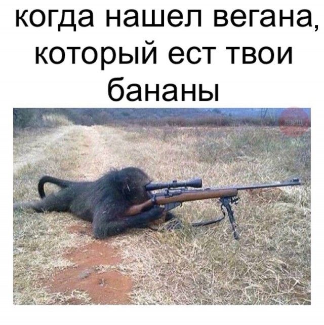 когда нашел вегана, который ест твои бананы