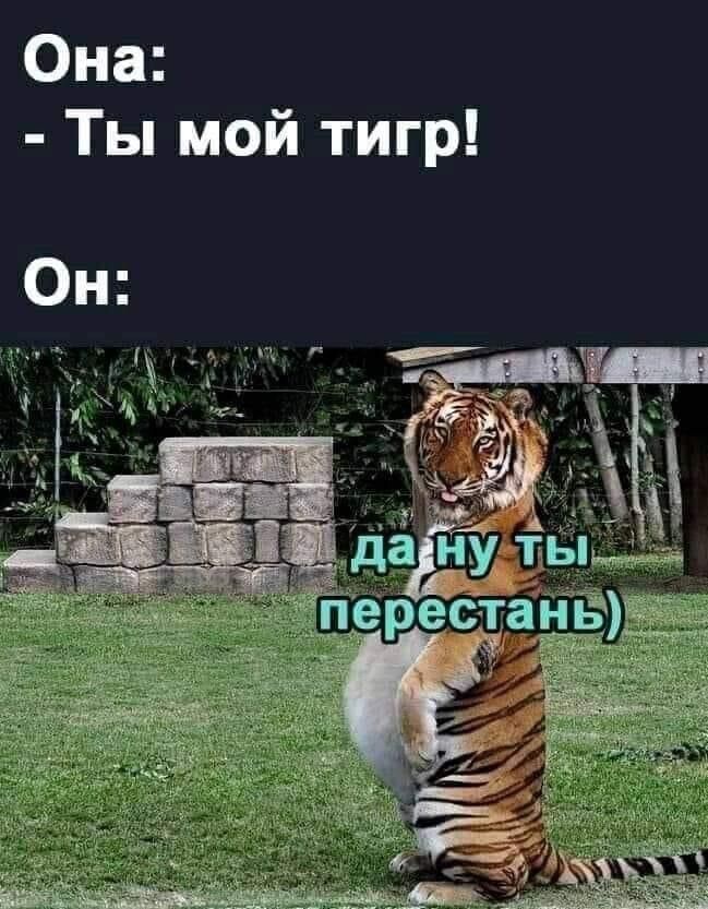 Она: - Ты мой тигр! Он: да ну ты перестань)