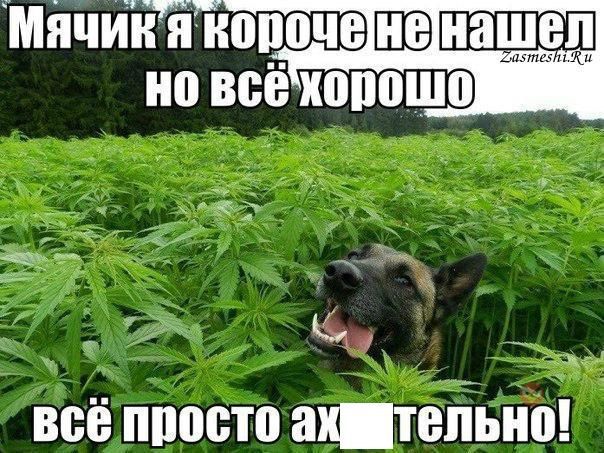 Мячик я короче не нашел но всё хорошо всё просто ахтелно!