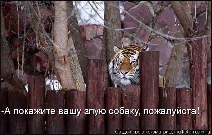- А покажите вашу злую собаку, пожалуйста!