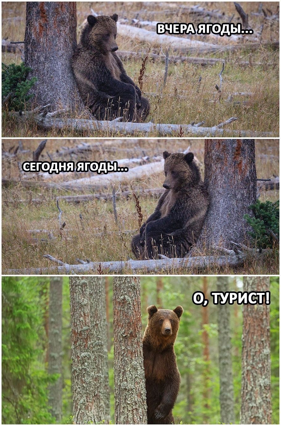 ВЧЕРА ЯГОДЫ...
СЕГОДНЯ ЯГОДЫ...
О, ТУРИСТ!