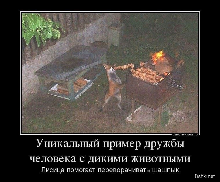Уникальный пример дружбы человека с дикими животными Лисица помогает переворачивать шашлык