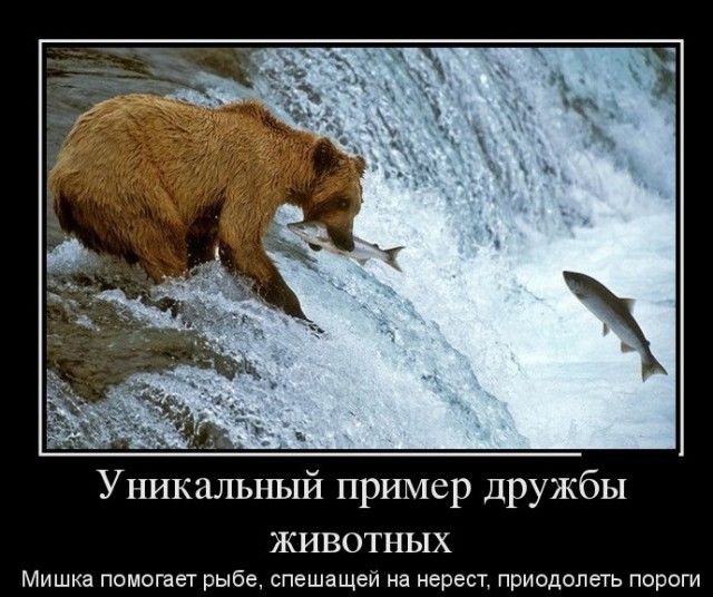 Уникальный пример дружбы животных
Мишка помогает рыбе, спешащей на нерест, преодолеть пороги