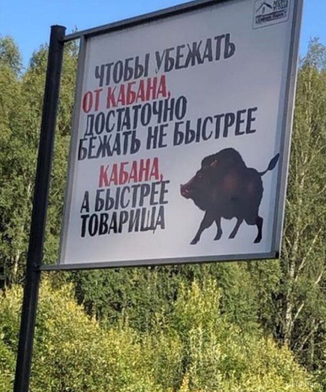 Чтобы убежать от кабана достаточно бежать не быстрее кабана, а быстрее товарища