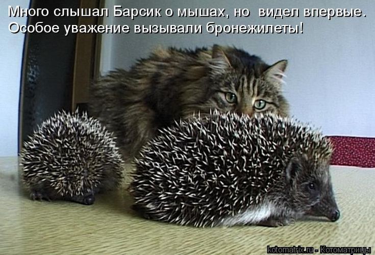 Много слышал Барсик о мышах, но видел впервые. Особое уважение вызвали бронежилеты!