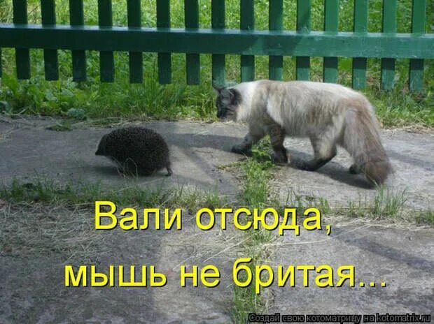 Вали отсюда, мышь не бритая...