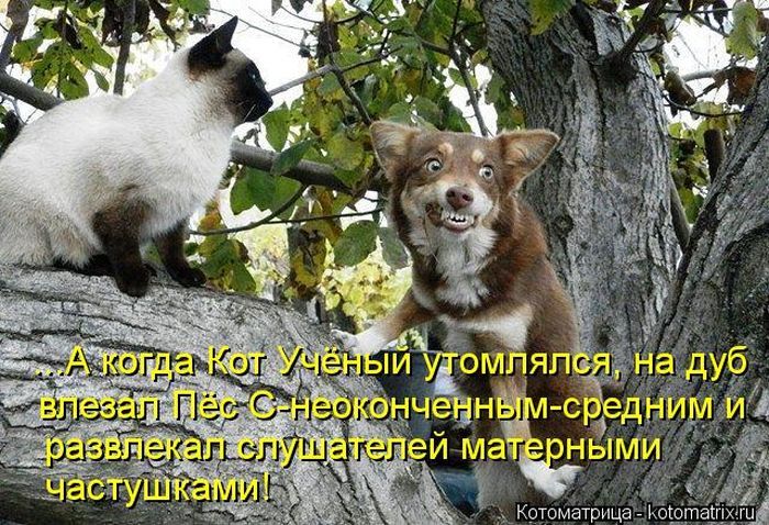 А когда Кот Учёный устомлялся, на дуб влезал Пёс С неоконченным-средним и развлекал слушателей матерными частушками!