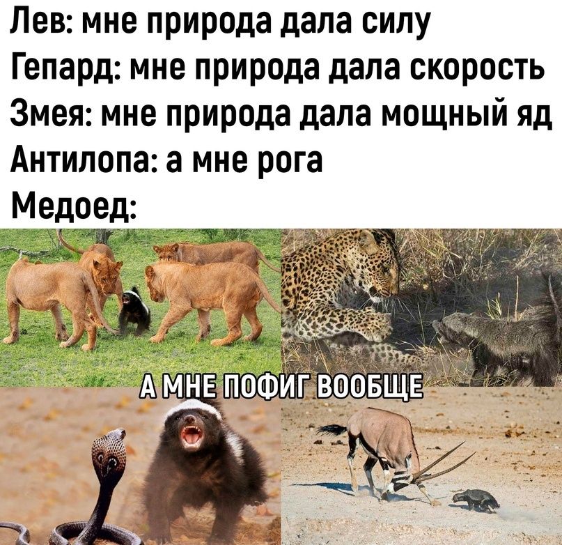 Лев: мне природа дала силу Гепард: мне природа дала скорость Змея: мне природа дала мощный яд Антилопа: а мне рога Медоед: А МНЕ ПОФИГ ВООБЩЕ