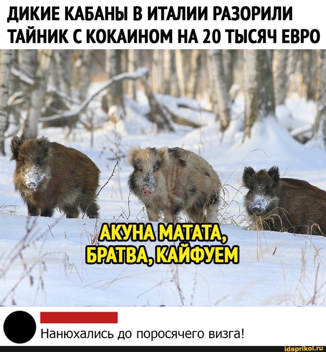 ДИКИЕ КАБАНЫ В ИТАЛИИ РАЗОРИЛИ ТАЙНИК С КОКАИНОМ НА 20 ТЫСЯЧ ЕВРО
АКУНА МАТАТА, БРАТВА, КАЙФУЕМ
Нанюхались до поросячего визга!