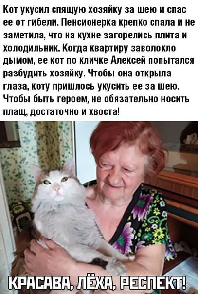 Кот укусил спящую хозяйку за шею и спас её от гибели. Пенсионерка крепко спала и не заметила, что на кухне загорелись плита и холодильник. Когда квартиру заволок дымом, кот по кличке Алексей попытался разбудить хозяйку, укусив её за шею. Чтобы быть героем, не обязательно носить плащ — достаточно хвоста! КРАСАВА, ЛЁХА, РЕСПЕКТ!