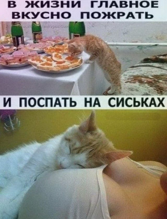 В жизни главное вкусно пожрать
И поспать на сиськах