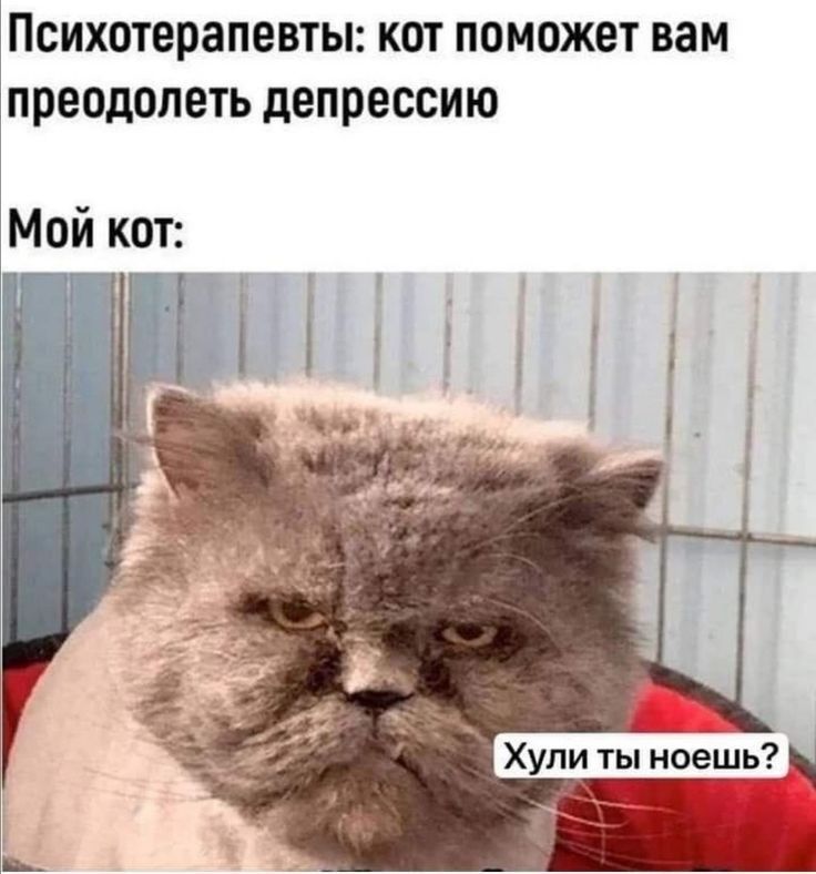 Психотерапевты: кот поможет вам преодолеть депрессию
Мой кот:
Хули ты ноешь?
