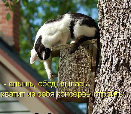 - слышишь, обед, вылазь хватит из себя консервы строить