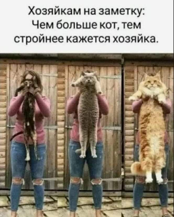 Хозяйкам на заметку: Чем больше кот, тем стройнее кажется хозяйка.