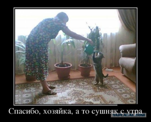 Спасибо, хозяйка, а то сушняк с утра