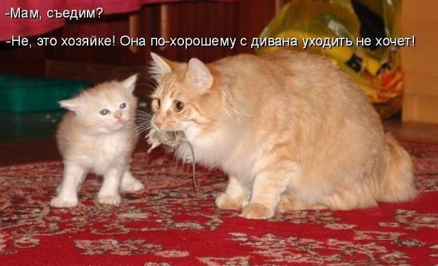 -Мам, съедим? -Не, это хозяин! Она по-хорошему с дивана уходить не хочет!