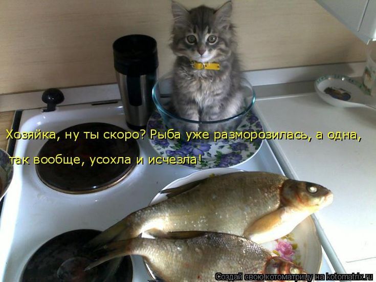 Хозяйка, ну ты скорo? Рыба уже разморозилась, а одна, так вообще, усохла и исчезла!