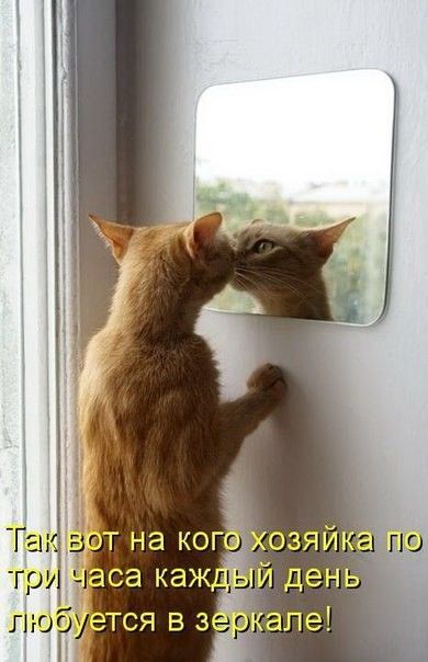 Так вот на кого хозяйка по три часа каждый день любуется в зеркале!