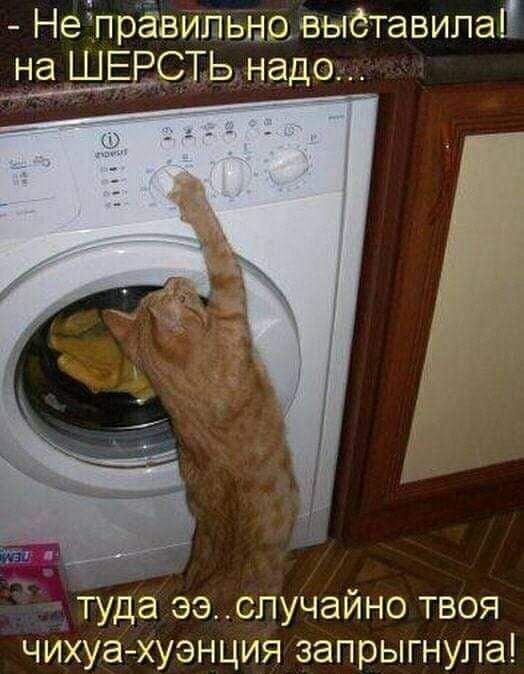 - Не правильно выставила! на ШЕРСТЬ надо... туда эээ.. случайно твоя чихуа-хуэнция запрыгнула!