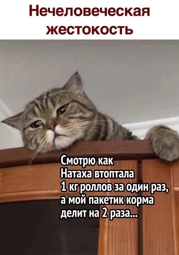 Нечеловеческая жестокость\nСмотрю как Натаха втоптала 1 кг роллов за один раз, а мой пакетик корма делит на 2 раза...