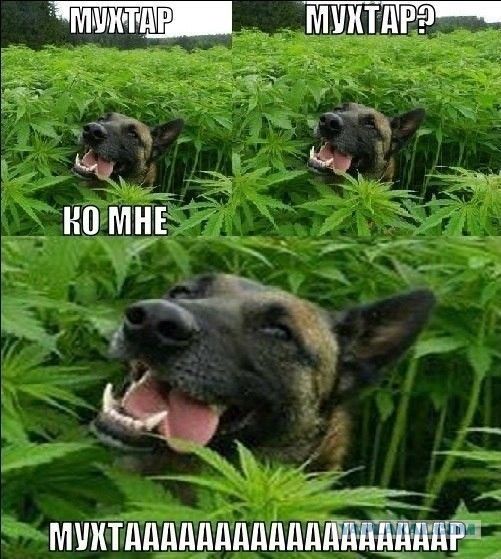 МУХТАР
МУХТАР?
КО МНЕ
МУХТАААААААААААААГ