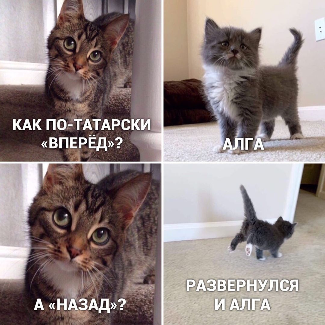 КАК ПО-ТАТАРСКИ «ВПЕРЁД»?
АЛГА
А «НАЗАД»?
РАЗВЕРНУЛСЯ И АЛГА