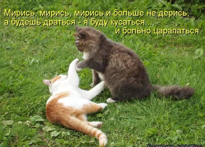 Мирись, мирись, мирись и больше не дерись, а будешь драться - я буду кусаться... и больно царапаться