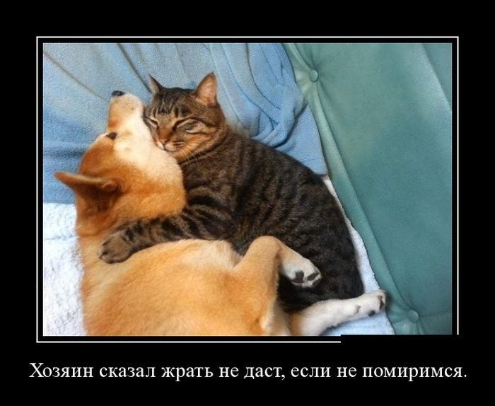 Хозяин сказал жрать не даст, если не помиримся.