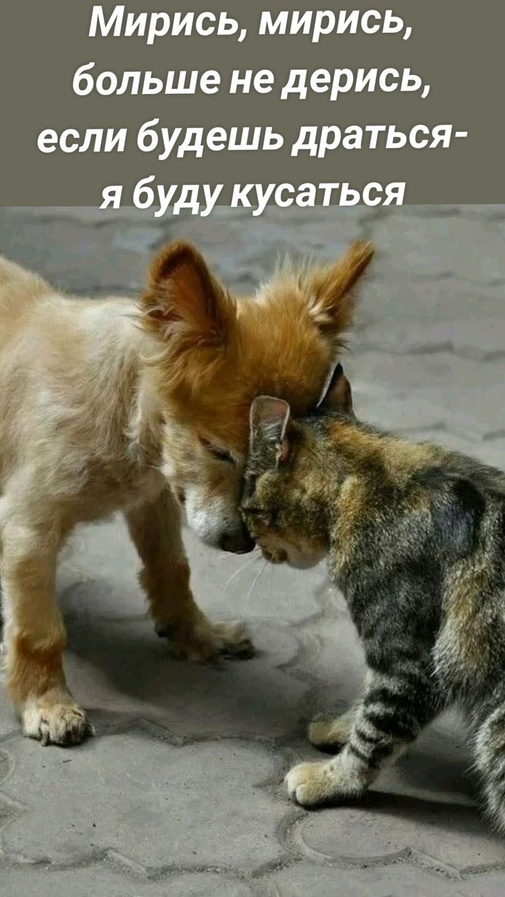 Мирись, мирись, больше не дерись, если будешь драться - я буду кусаться
