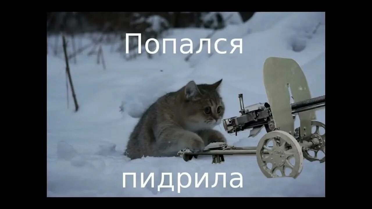 Попался пидрила