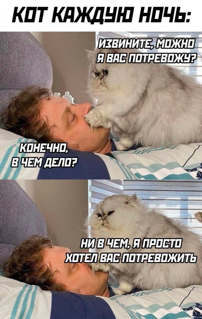 КОТ КАЖДЫ НОЧЬ: ИЗВИНИТЕ, МУЖНО Я ВАС ПОТРЕВОЖУ? КОНЕЧНО, В ЧЕМ ДЕЛО? НИ В ЧЕМ, Я ПРОСТО ХОТЕЛ ВАС ПОТРЕВОЖИТЬ