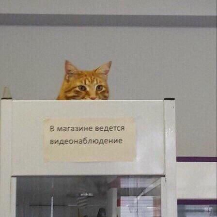 В магазине ведется видеонаблюдение