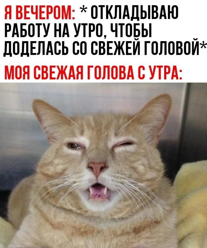 Я ВЕЧЕРОМ: *ОТКЛАДЫВАЮ РАБОТУ НА УТРО, ЧТОБЫ ДОДЕЛАСЬ СО СВЕЖЕЙ ГОЛОВОЙ* МОЯ СВЕЖАЯ ГОЛОВА С УТРА: