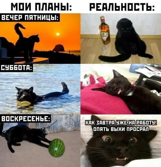 МОИ ПЛАНЫ: РЕАЛЬНОСТЬ:
ВЕЧЕР ПЯТНИЦЫ:
СУББОТА:
ВОСКРЕСЕНЬЕ:
КАК ЗАВТРА УЖЕ НА РАБОТУ! ОПЯТЬ ВЫХИ ПРОСПАЛ