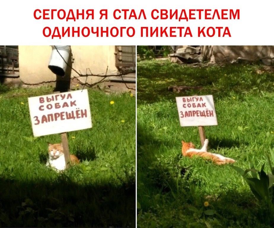 СЕГОДНЯ Я СТАЛ СВИДЕТЕЛЕМ ОДИНОЧНОГО ПИКЕТА КОТА
ВЫГУЛ СОБАК ЗАПРЕЩЕН