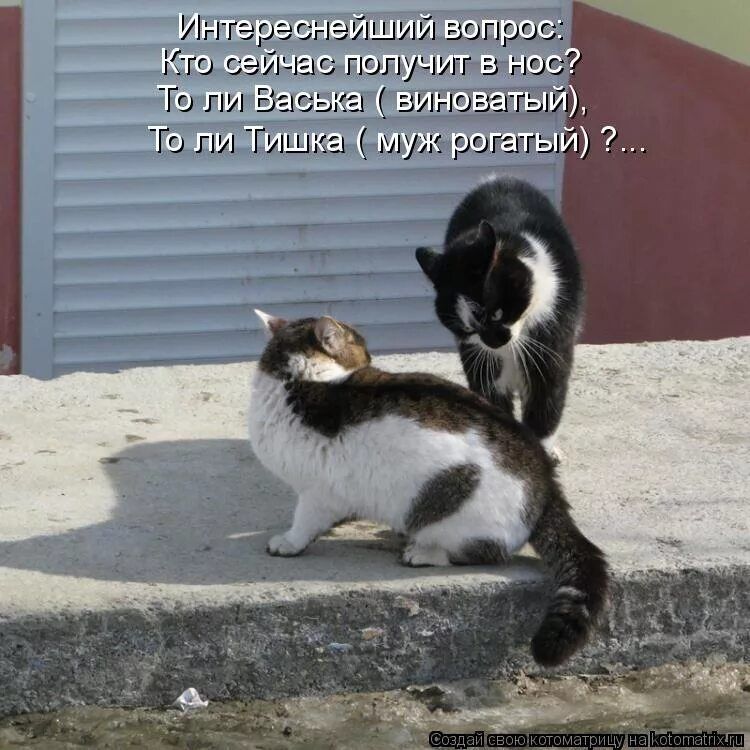 Интереснейший вопрос: Кто сейчас получит в нос? То ли Васяка (виноватый) То ли Тишка (муж рогатый)? …